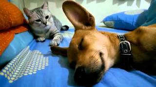 Cat Attacks Sleeping Dog  Wakes Him Up [upl. by Neyrb]