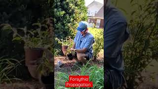 How to Propagate Forsythia Easily [upl. by Hilar124]