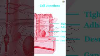 E03 Epithelial Tissue Simple Stratified Epithelium HiBody101 Histology amp Biology of Organ System [upl. by Henri]