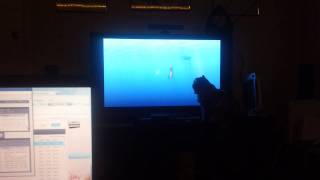 My Himalayan cat is really watching Finding Nemo [upl. by Dnartreb]