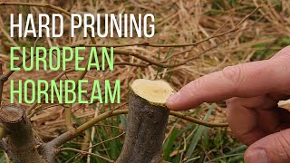 Hard pruning an European hornbeam Carpinus betulus pre bonsai [upl. by Merwyn265]