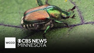 How to get rid of Japanese beetles naturally [upl. by Hertzog249]