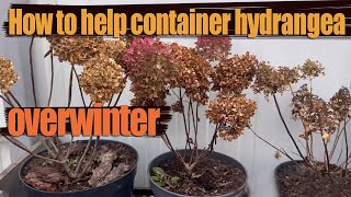 How to Prepare Container Hydrangeas for Winter  Overwintering Potted Hydrangeas [upl. by Eidok]