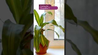 Dracaena Plant Care Tips 🌿  Quick Guide [upl. by Tomas]