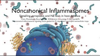 Noncanonical inflammasomes signalling pyroptosis and NETosis in host defence [upl. by Aihsema]