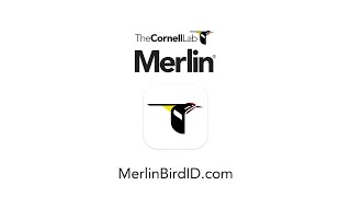 Merlin Bird IDFree app from the Cornell Lab [upl. by Nafets192]