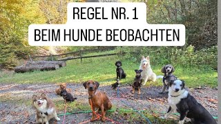 Körpersprache amp Kommunikation bei HUNDEN 1 Die WICHTIGSTE Regel und Social Media Kommentare [upl. by Secilu796]