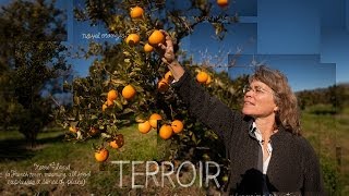 Terroir  The Lexicon of Sustainability  PBS Food [upl. by Egidius200]