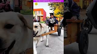 Smart genius pet dog 🐶😍 part3  Smart Appliances Kitchen Utensils Home Inventions MTS Gyan [upl. by Gladdy]