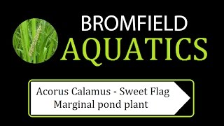 Acorus Calamus  Sweet flag Marginal aquatic pond plant [upl. by Esirec]