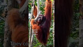 Bornean Orangutan primateconservation biodiversity [upl. by Martinez]