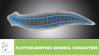 PLATYHELMINTHES GENERAL CHARACTERS [upl. by Ehsrop973]