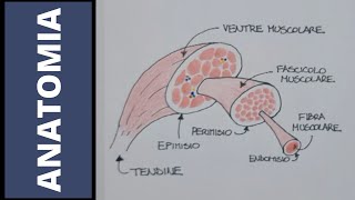 Muscoli tutto quello che cè da sapere [upl. by Mcgrath]