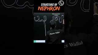 Structure of Nephron Diagram🧠 pwenglish science biology [upl. by Qooraf576]