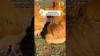 Orpington chicken Facts chicken shorts [upl. by Knepper]