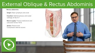 External Oblique amp Rectus Abdominis Muscle – Anatomy  Lecturio [upl. by Field]