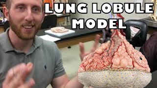 Lung Lobule Model with subtitles  Ohio University  Anatomy amp Physiology [upl. by Nylirek]