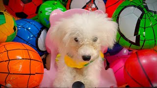 Learn Colors amp Sports Ball Names with Cute Dog Reactions 🎨🐶  Fun with Lots of Balls [upl. by Lsil]