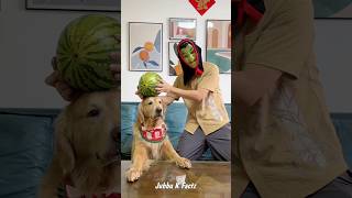 Tommy 🐶 ne Papa ko dra Diya 😂😱shorts youtubeshorts jubbukfactz dog doglover ytshorts [upl. by Rann711]