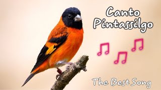 Canto Pintassilgo venezuelano  Red Siskin The BEST Song Training 3H [upl. by Drucilla]