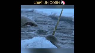 असली Unicorn Narwhal🦄 shortsnarwhal [upl. by Aliac322]