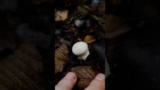 Гриб дощовик Lycoperdon mushroom nature природа wildlife ліс mushroomforest [upl. by Romaine657]