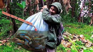 PECAH REKORR Pertama Kali Dapat Channa Limbata Sebanyak Ini  Mancing Ikan Channa Limbata [upl. by Adyeren893]