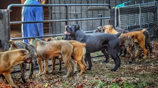 10 Cane Corsos together equals pure chaos [upl. by Senior]