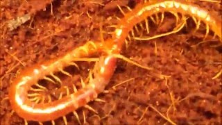 Forceps Centipede Kills Red Centipede [upl. by Deraj]