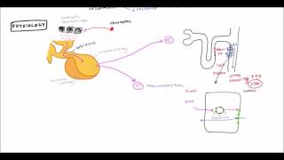 Diabetes Insipidus for USMLE Step 1 and USMLE Step 2 [upl. by Gert]