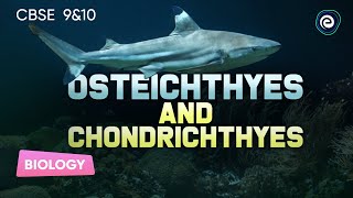 Osteichthyes and Chondrichthyes  Biology  CBSE Class10  Embibe Achieve CBSE Class 9amp10 [upl. by Alaehcim]