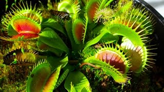 Carnivorous Plants [upl. by Atilem113]