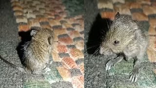 cute rat🐁sitting doormat at night with rat walk spread my houserat very happy animalloverrina [upl. by Jari620]