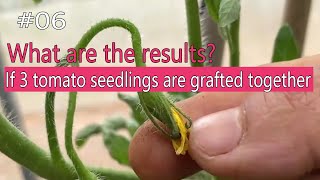 What would happen if 3 tomato seedlings were grafted together？ [upl. by Bush]