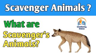 What is scavengers animals  what do animals eat short class 1 to class 5 science [upl. by Wheelwright]