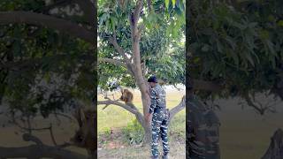 Bandar 🙊 bachai faiuji ki jaan 😱🇮🇳shorts youtubeshorts army [upl. by Marillin764]