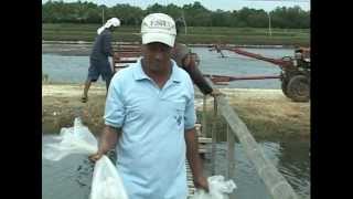 Milkfish Bangus amp Vannamei White Shrimp Polyculture in Ponds Part 1 [upl. by Nolur242]