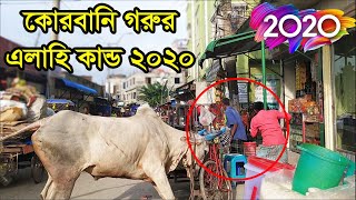 পাগলা গরুর আক্রমন  রাস্তায় নেমে কোরবানি গরুর ভয়ংকর আক্রমন ২০২০  Siddhirganj Gorur Haat [upl. by Tezzil]