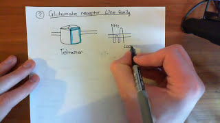 Ligand Gated Ion Channels Part 2 [upl. by Remlap]