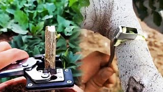 Grafting Tools  How to use Grafting Tools amp How to do Plant Grafting [upl. by Hcir]