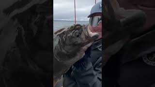 Nice reel from our Haida Gwaii trip fishing halibut haidagwaii kingsalmon lingcod outdoors [upl. by Levine]