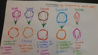 Neet BiologyAestivation types in plantsHindi [upl. by Oyr]