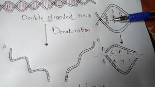 DENATURATION AND RENATURATION  BY PHANINDRA GUPTHA [upl. by Ellehcyar28]