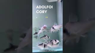 ADOLFOI CORYDORAS [upl. by Ez64]