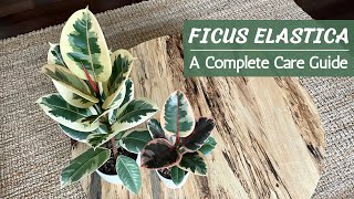 Complete Ficus Elastica Care Guide  Rubber Plant Care and Propagation [upl. by Tsepmet577]