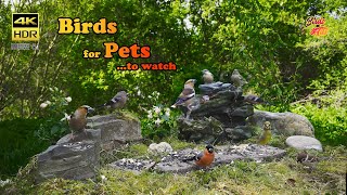 Birds for Pets to watch  4K HDR  CATs tv [upl. by Alyakam308]