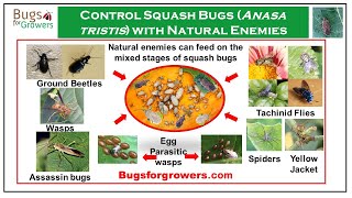 Natural Predators and Parasites for Squash Bug Management [upl. by Sorilda391]