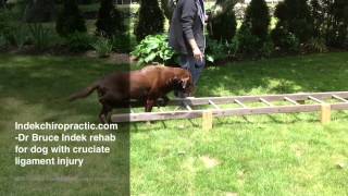 Cruciate ligament rehab video  chiropractic for dogs [upl. by Nylorac601]