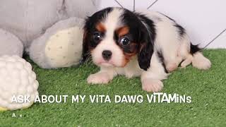 Cavalier King Charles Spaniel Puppy Casey SD 480p [upl. by Gawain]