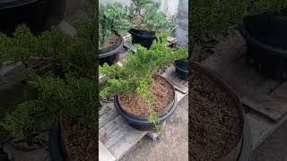 Bahan bonsai saengsimbur dan sinensis [upl. by Trini]